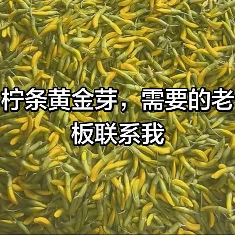 柠条黄金芽