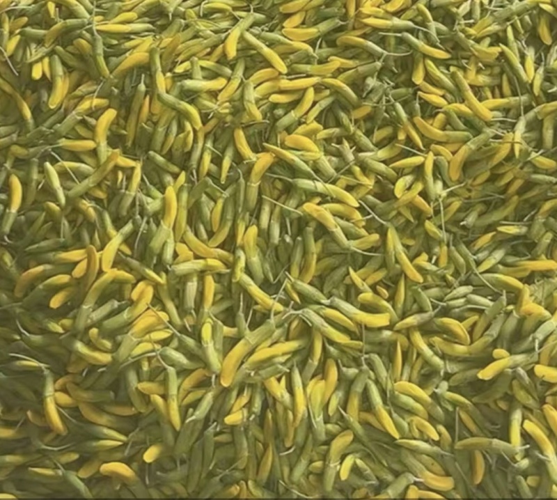 柠条黄金芽