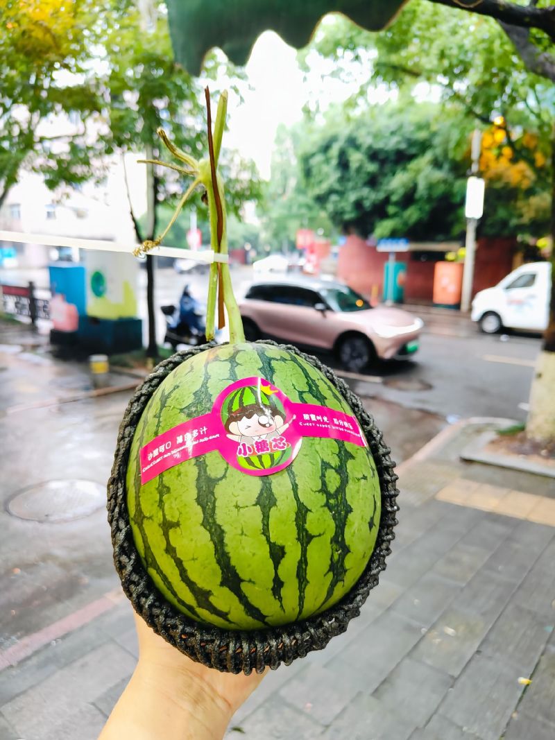 《热卖》小糖丸西瓜大量供应，产地直发，对接全国市场商超