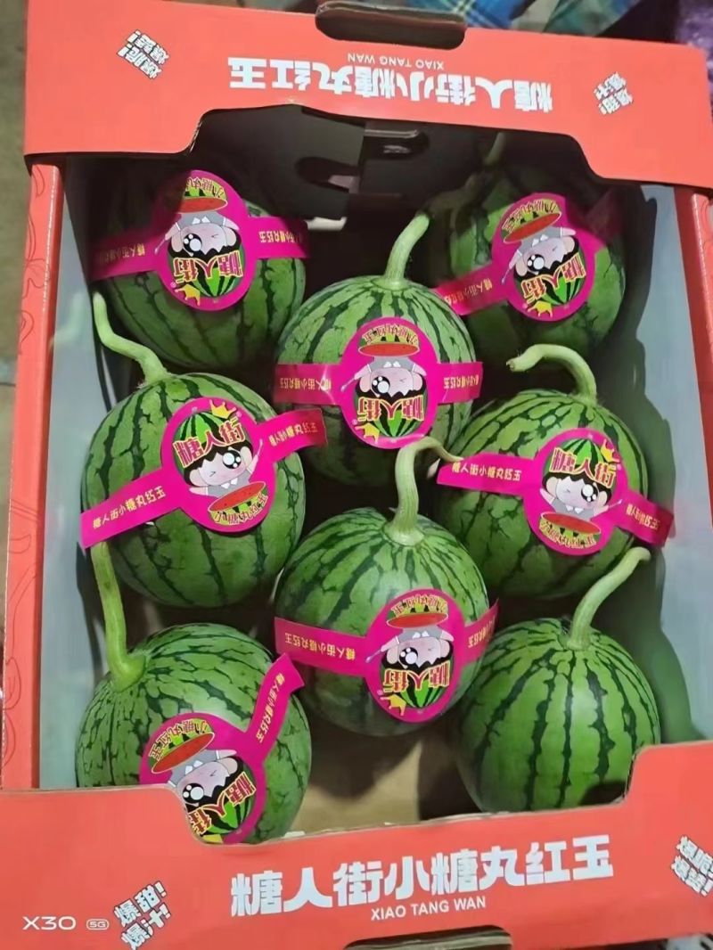 《热卖》小糖丸西瓜大量供应，产地直发，对接全国市场商超