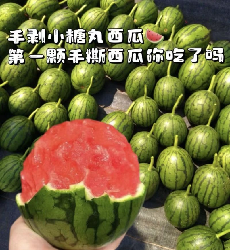 《热卖》小糖丸西瓜大量供应，产地直发，对接全国市场商超