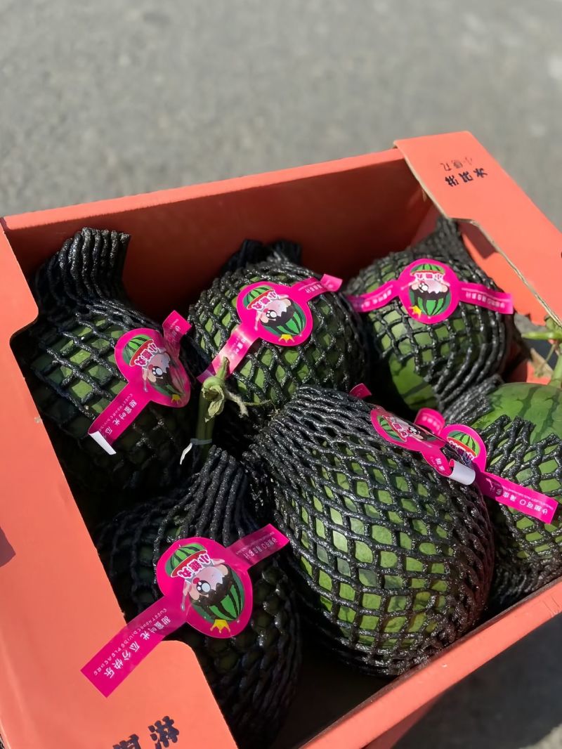 《热卖》小糖丸西瓜大量供应，产地直发，对接全国市场商超