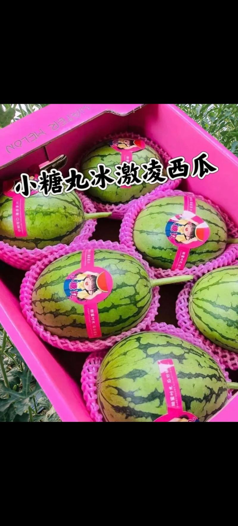 《热卖》小糖丸西瓜大量供应，产地直发，对接全国市场商超