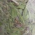 一支箭小仙草