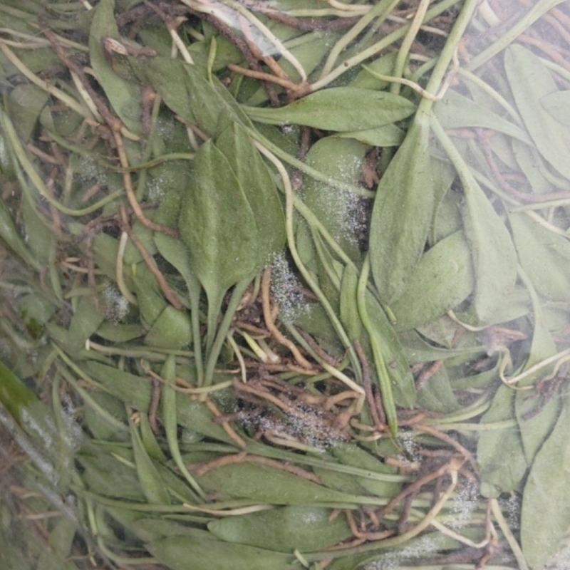 一支箭小仙草