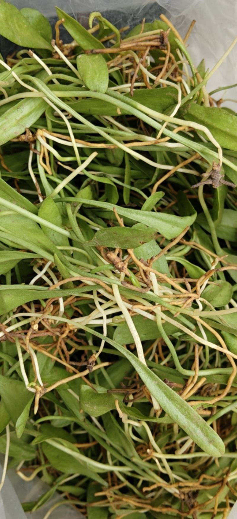 一支箭小仙草