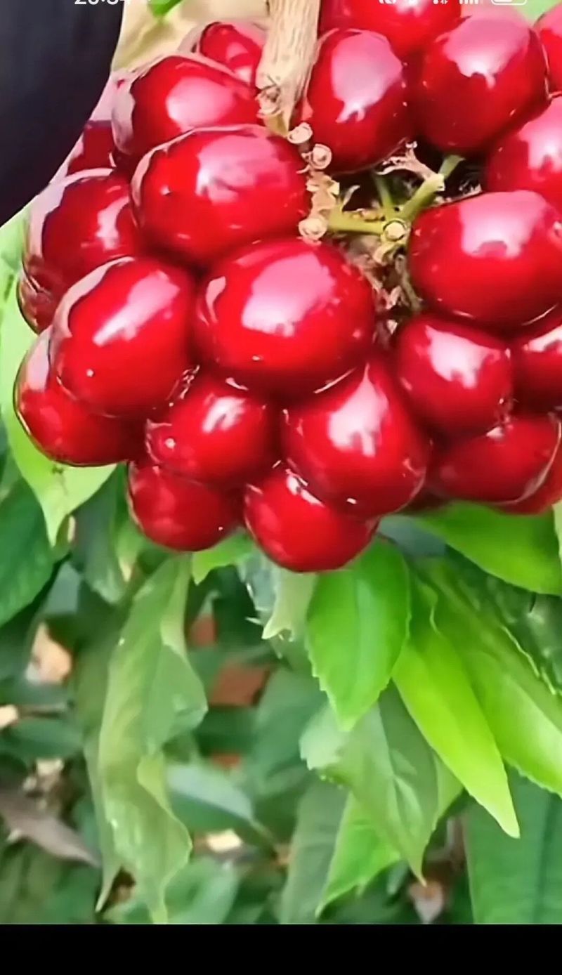 《精选》陕西樱桃早大果美早萨米脱俄八等大量供应产地直发
