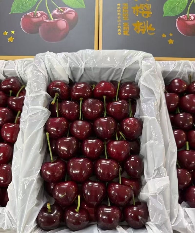 《精选》陕西樱桃早大果美早萨米脱俄八等大量供应产地直发