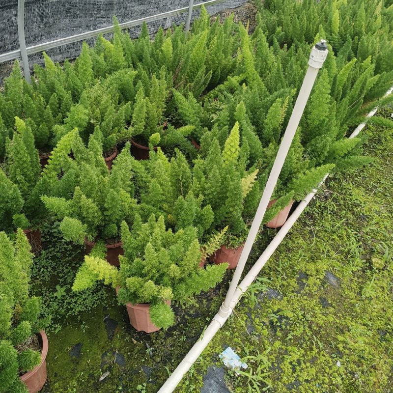 230盆狐尾天门冬