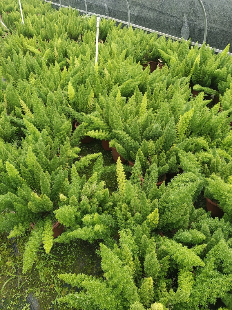 230盆狐尾天门冬