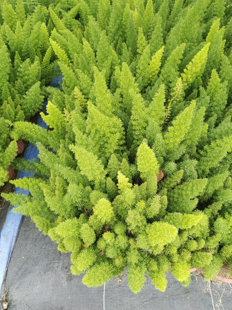 230盆狐尾天门冬