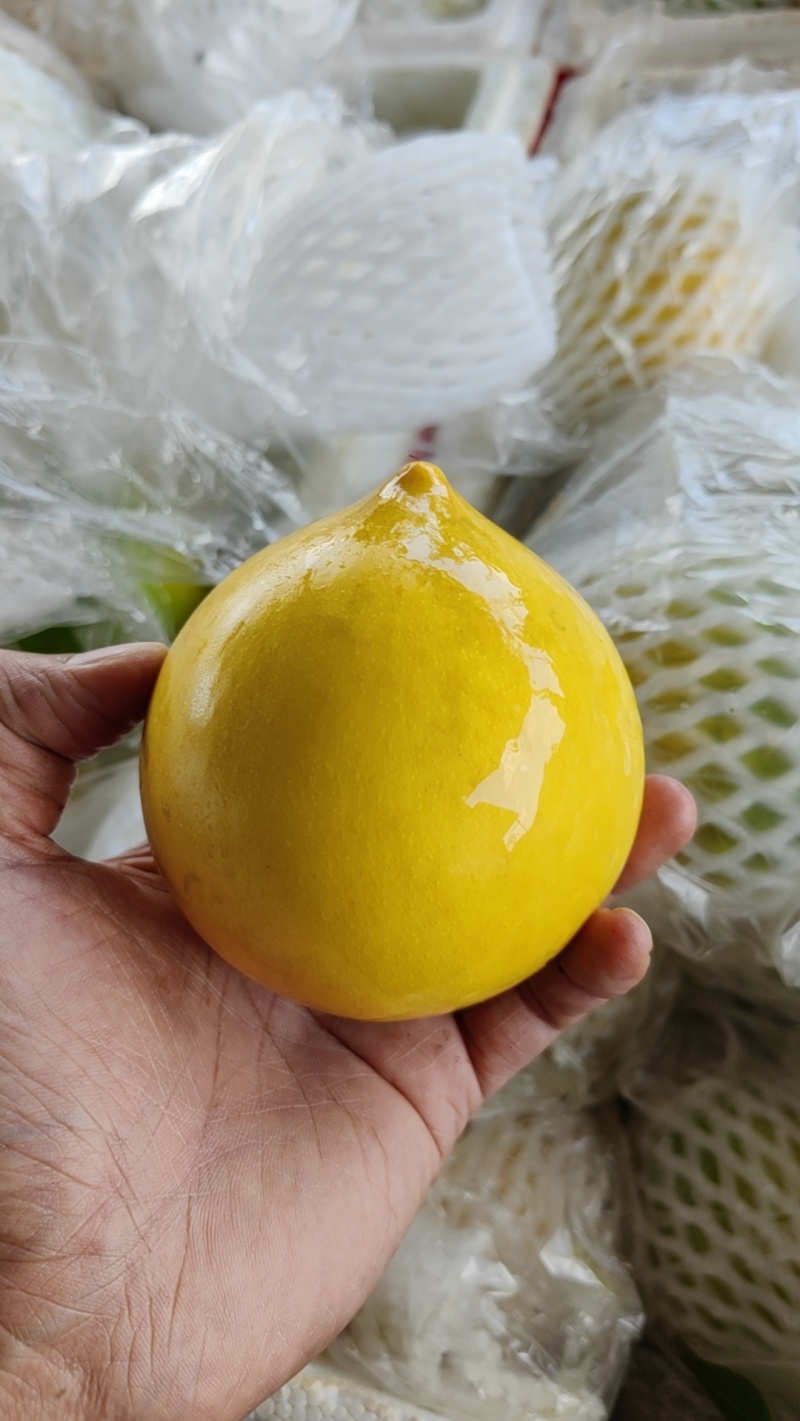 云南黄晶果/雅美果种植基地，产量大、品质好，一件代发