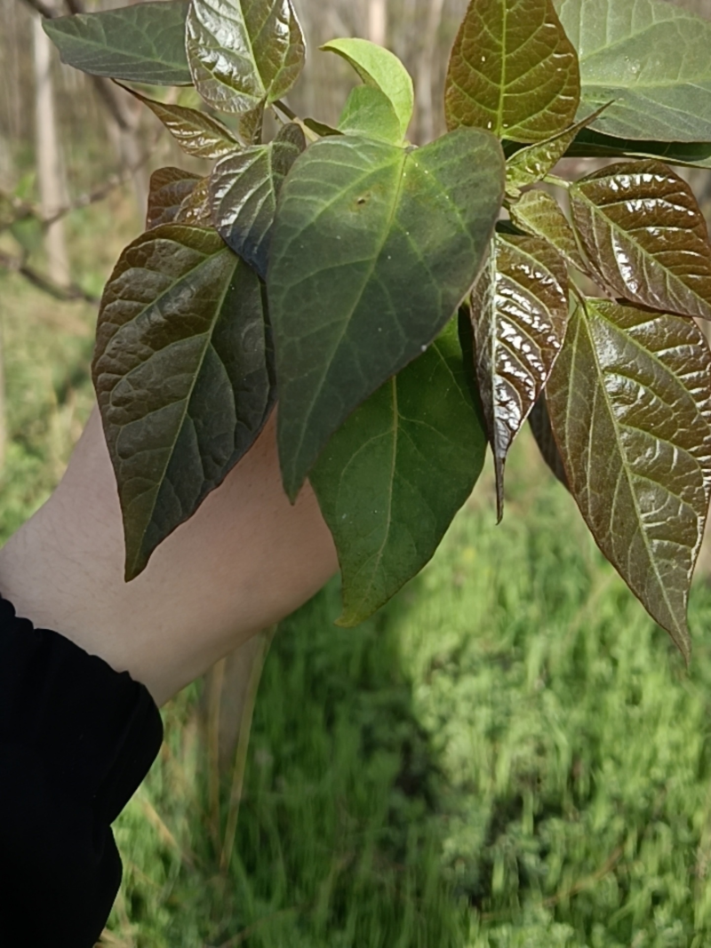 楸树