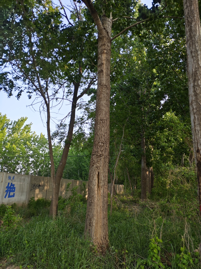 杨树