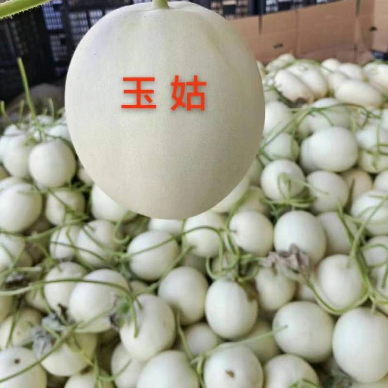河南滑县，精品玉姑供应各大电商平台，各大批发市场以及商超
