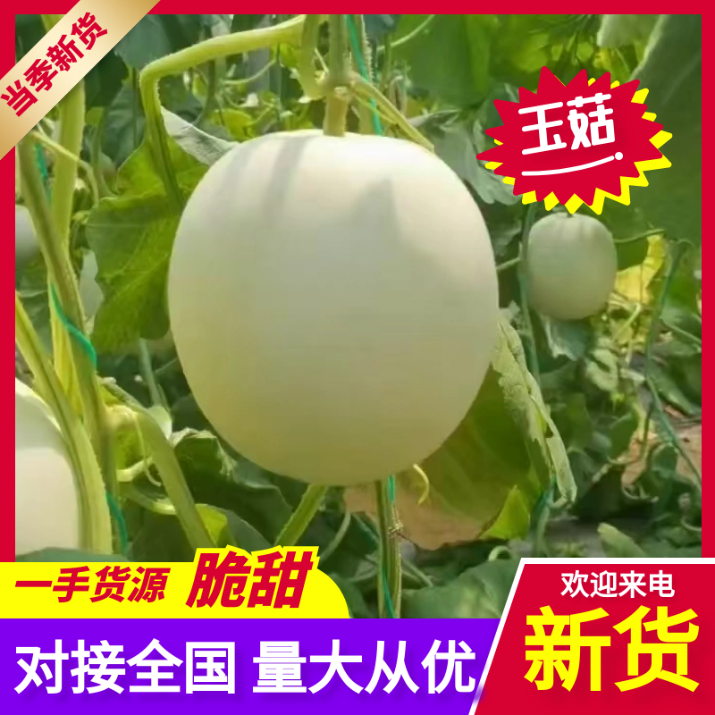 河南滑县，精品玉姑供应各大电商平台，各大批发市场以及商超