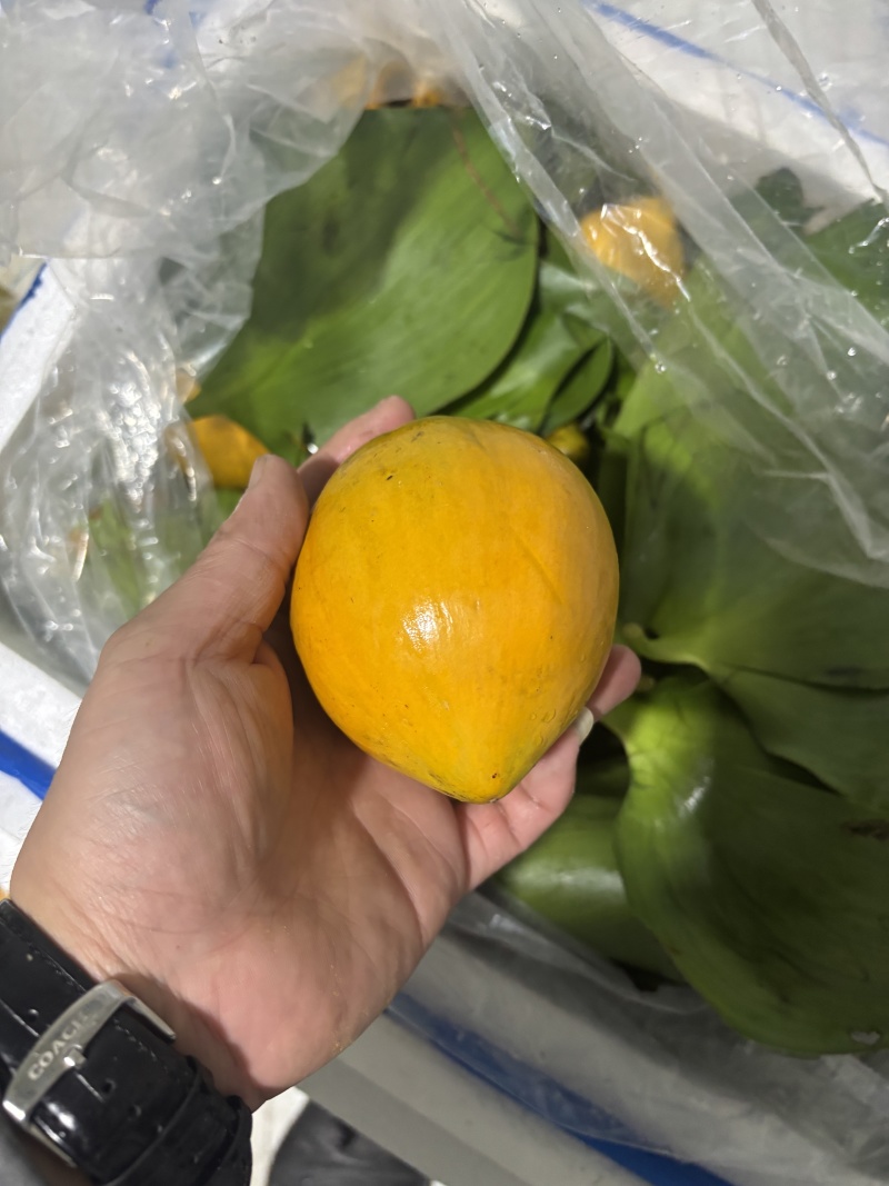 仙桃一号新鲜鸡蛋果量大有货，欢迎大家前来咨询