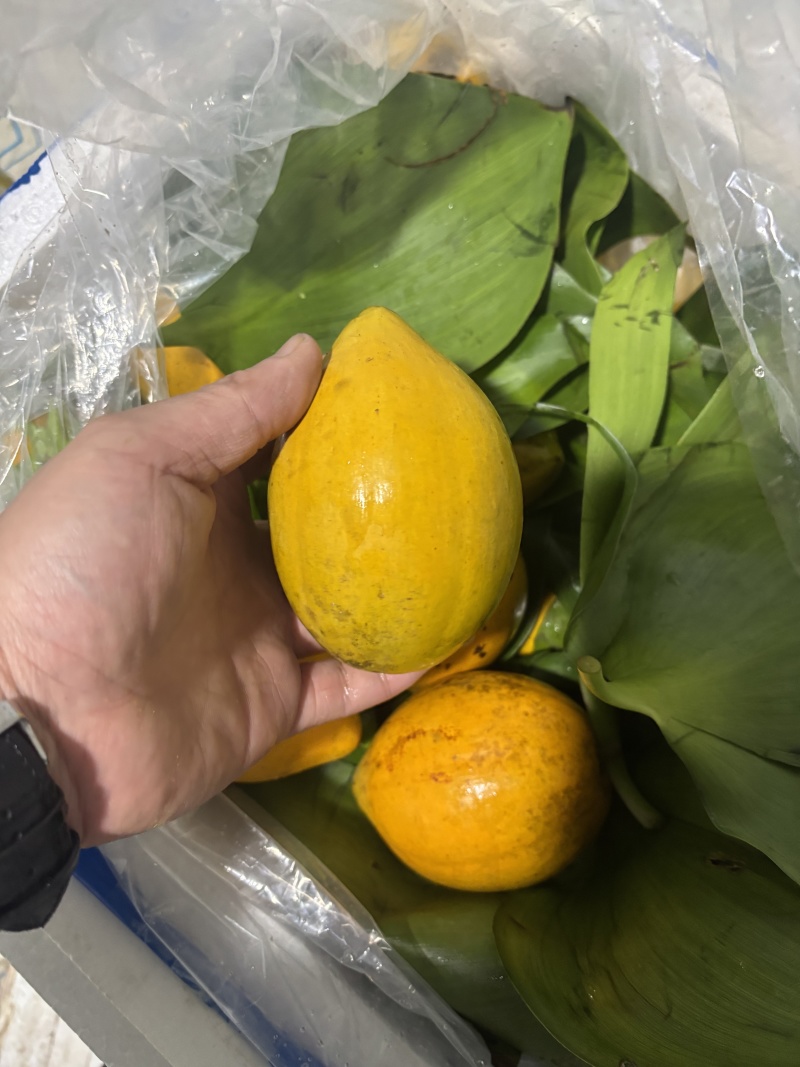 仙桃一号新鲜鸡蛋果量大有货，欢迎大家前来咨询