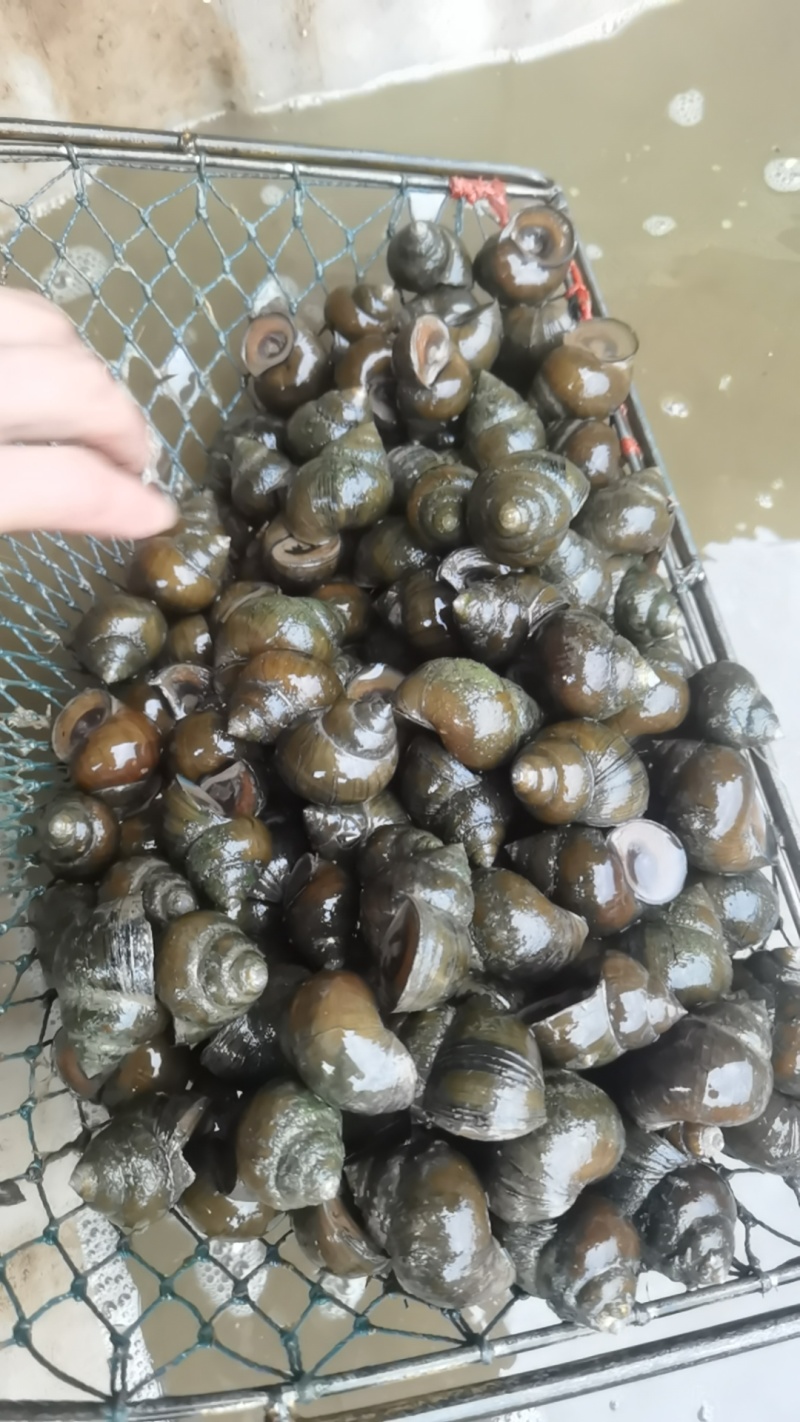 洪湖鲜活淡水田螺，肉质肥美Q弹，产地全国直发，直达地包邮