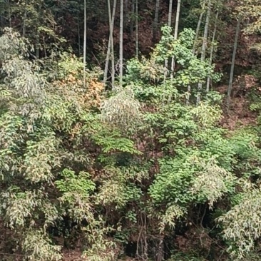 毛竹销售