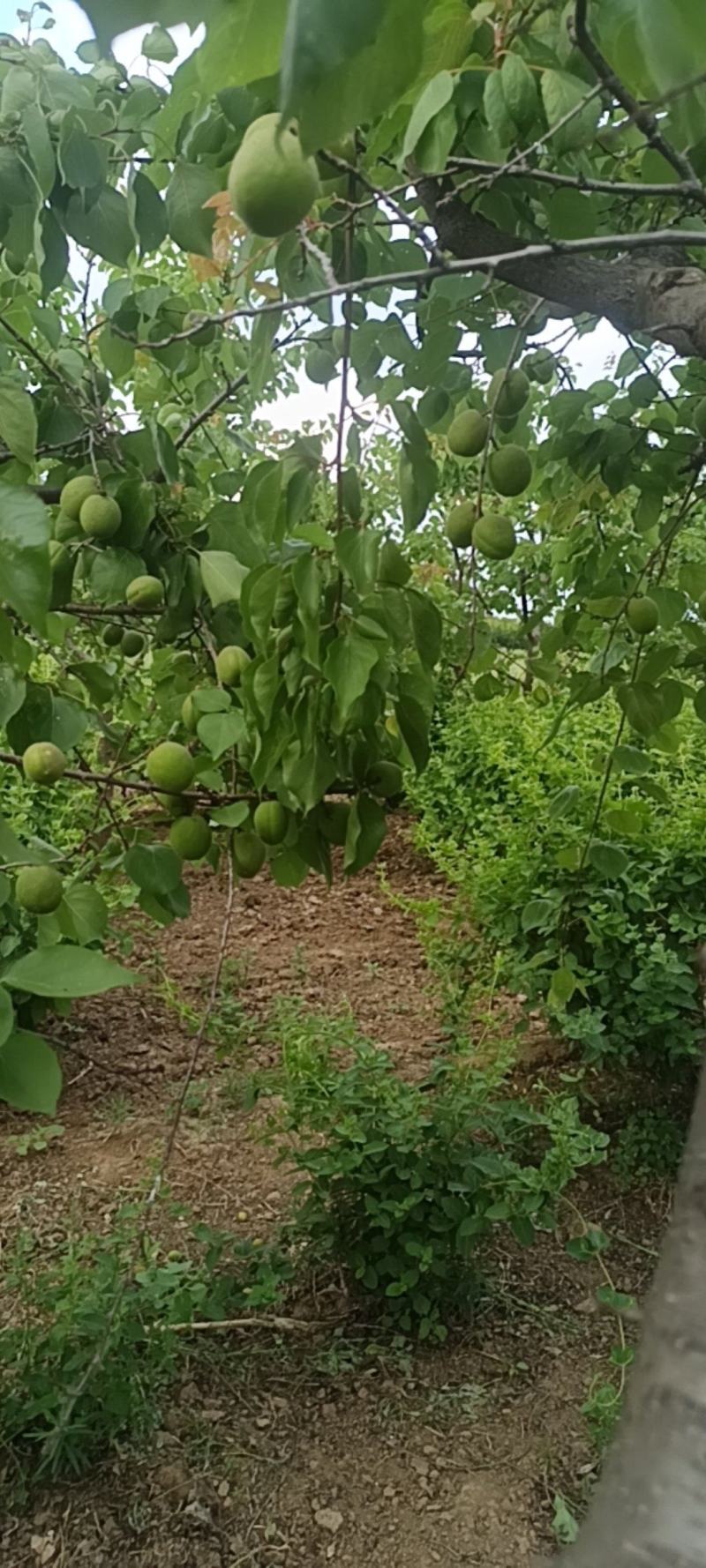河北省邢台市市巨鹿县夏旧城村金太阳杏
