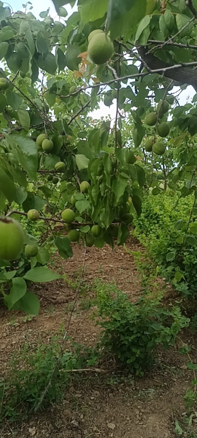 河北省邢台市市巨鹿县夏旧城村金太阳杏