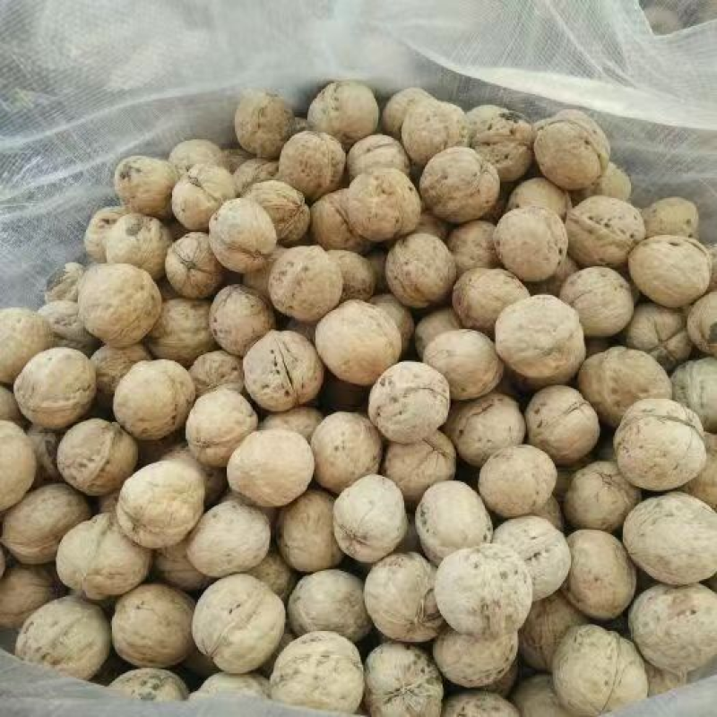 核桃-汾州核桃-产地直发-长期供货