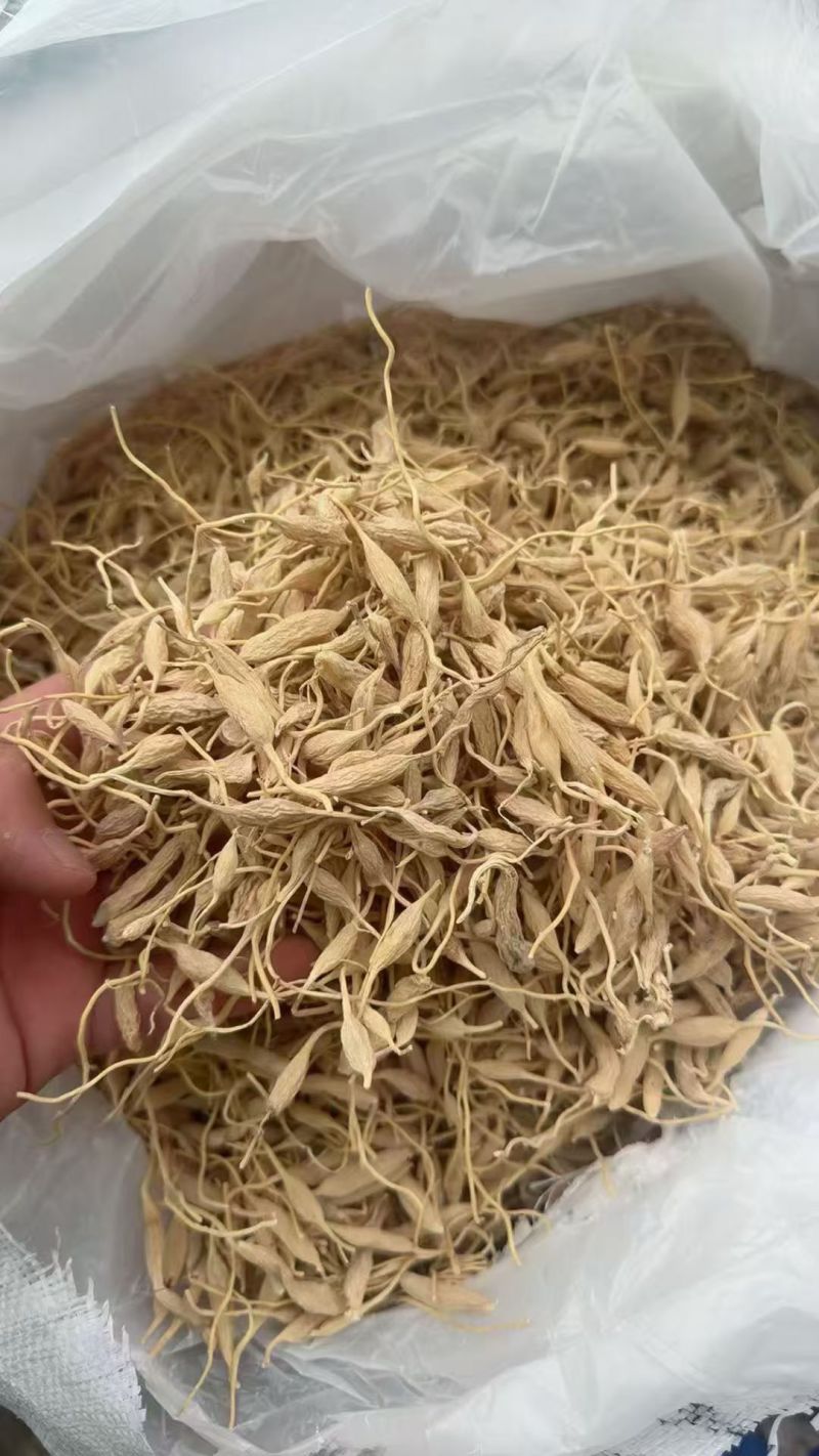 野生麦冬