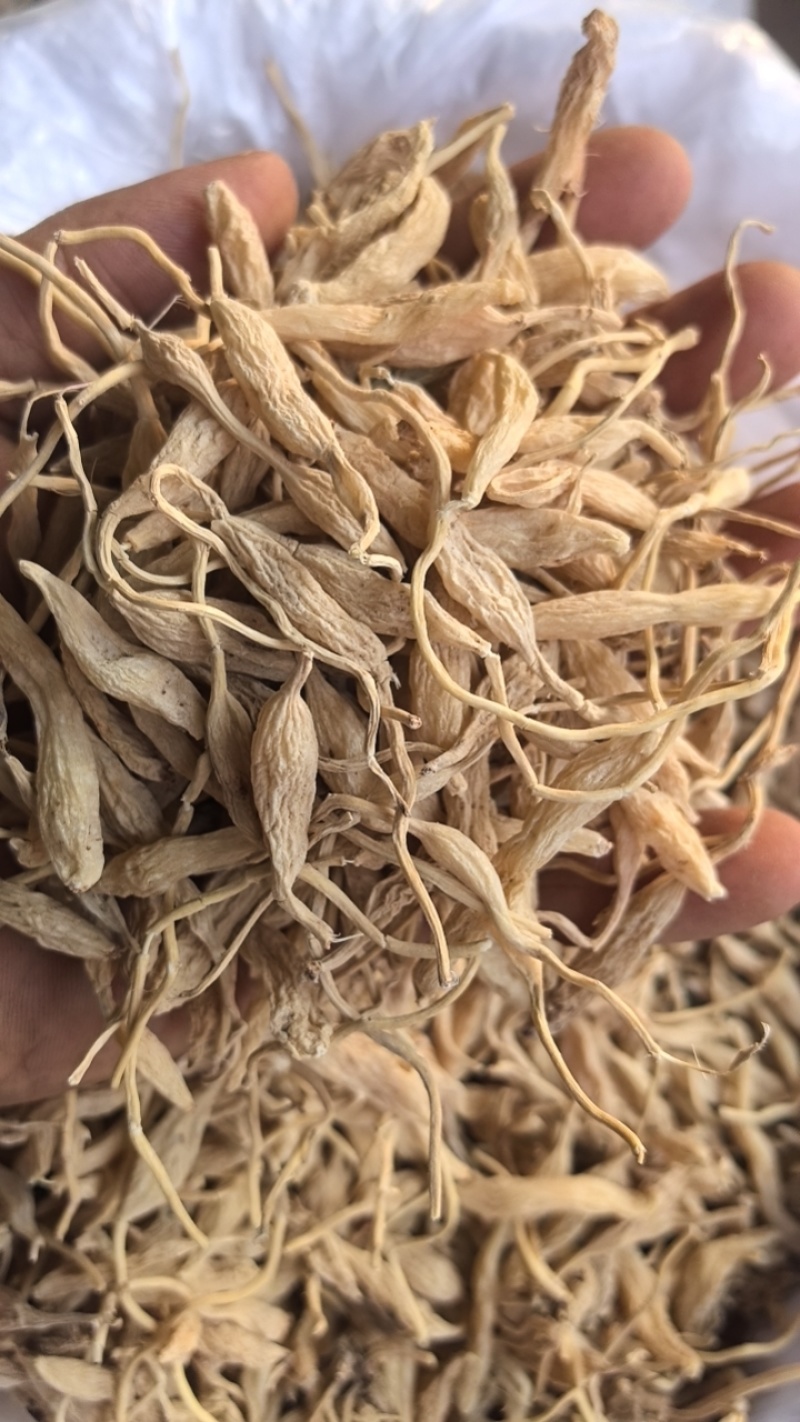 野生麦冬