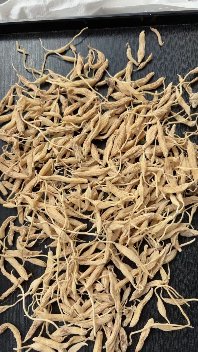 野生麦冬