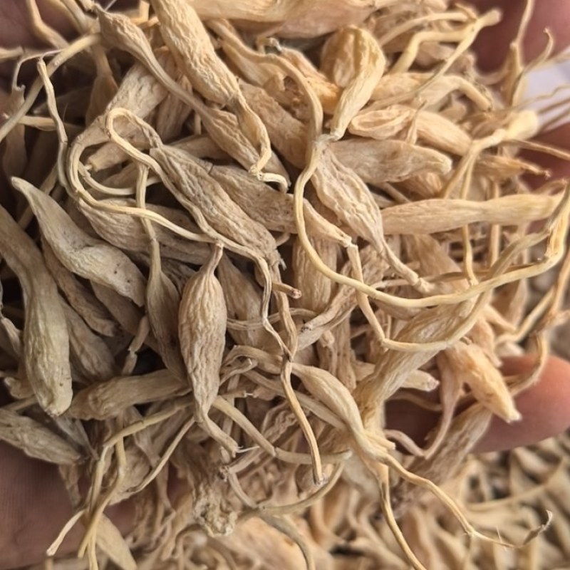 野生麦冬
