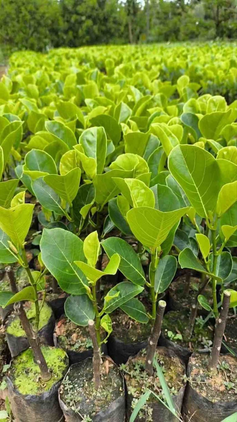 海南香蜜一号榴莲蜜苗嫁接良种甜度出众根系健壮抗性强