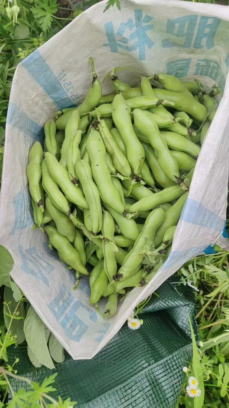 南通蚕豆颗颗三粒