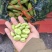 南通蚕豆颗颗三粒