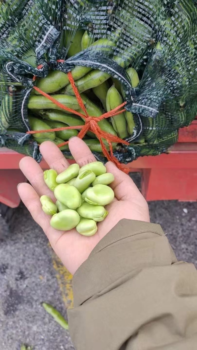 南通蚕豆颗颗三粒