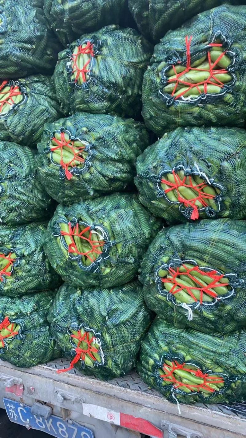 南通蚕豆颗颗三粒