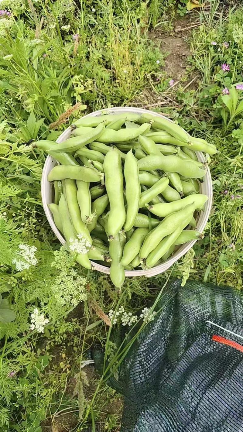 南通蚕豆颗颗三粒