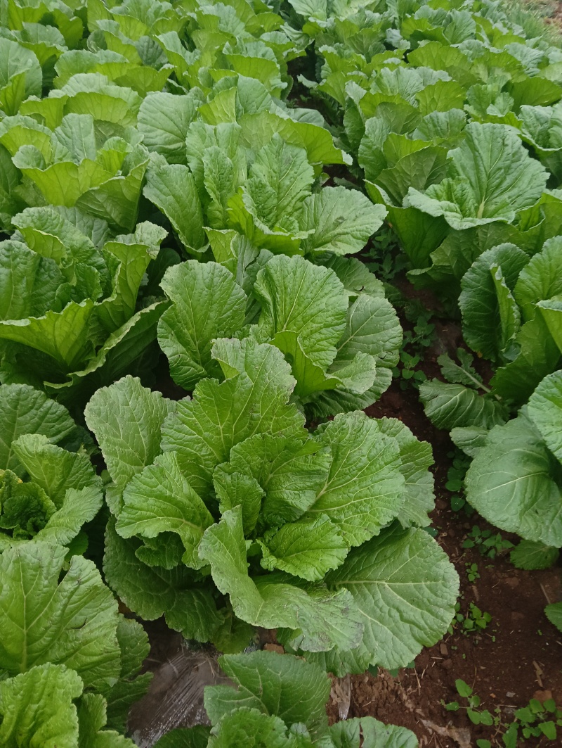 威宁高山四月清芥菜漏天种植现砍现发产地直发