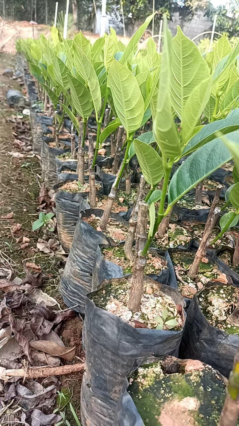 海南香蜜一号榴莲蜜苗嫁接良种甜度出众根系健壮抗性强