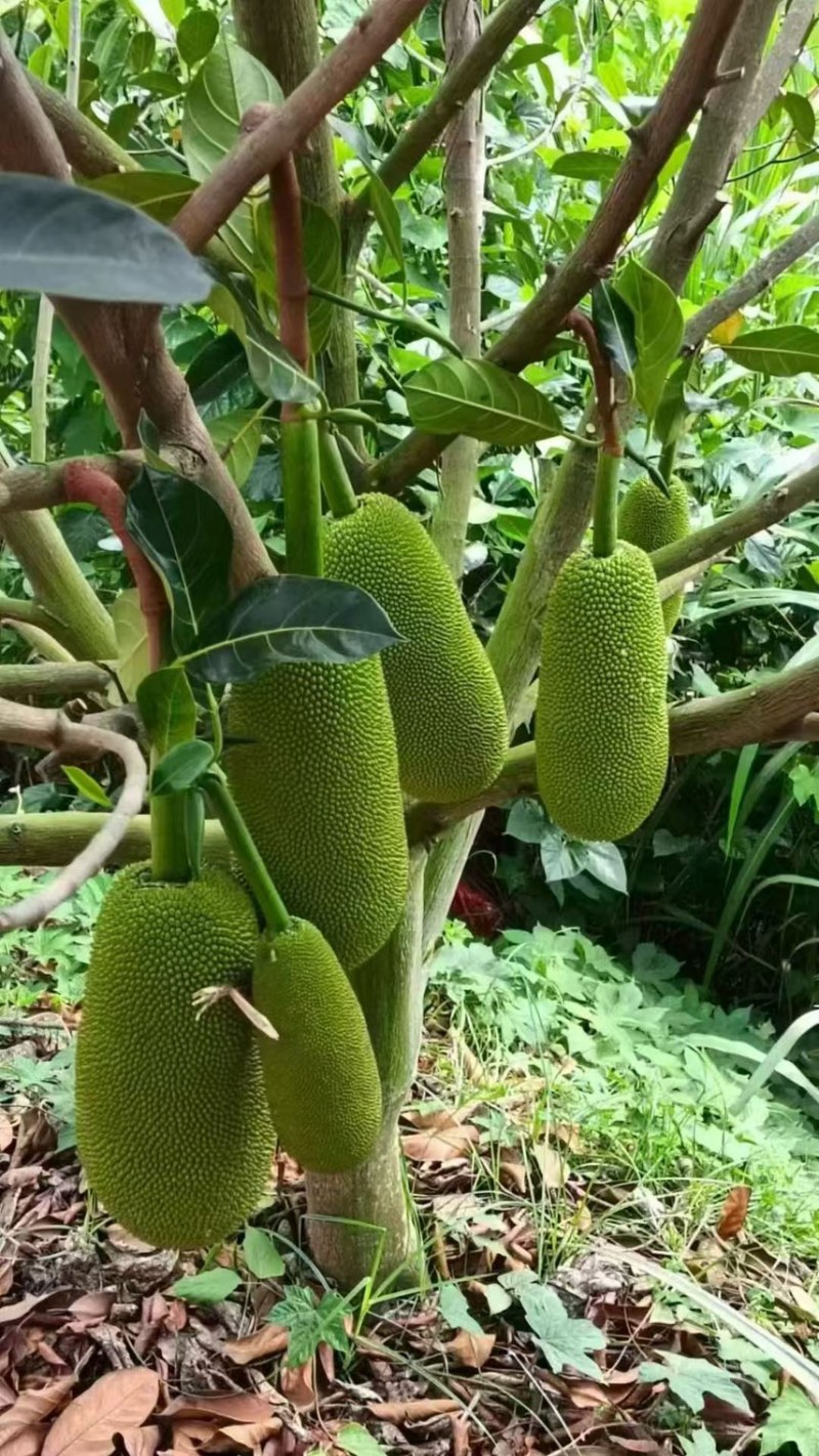海南香蜜一号榴莲蜜苗嫁接良种甜度出众根系健壮抗性强