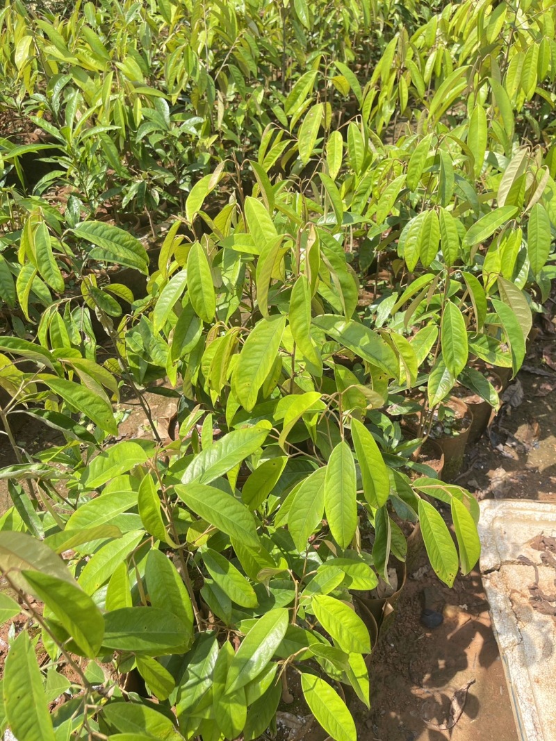 猫山王榴莲树苗泰国金枕海南白沙现货嫁接壮苗早结果