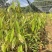 猫山王榴莲树苗泰国金枕海南白沙现货嫁接壮苗早结果
