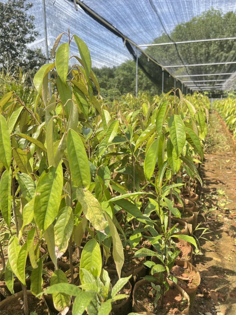 猫山王榴莲树苗泰国金枕海南白沙现货嫁接壮苗早结果