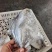 山东威海石岛船冻鲳鱼4-6两/6-9两规格