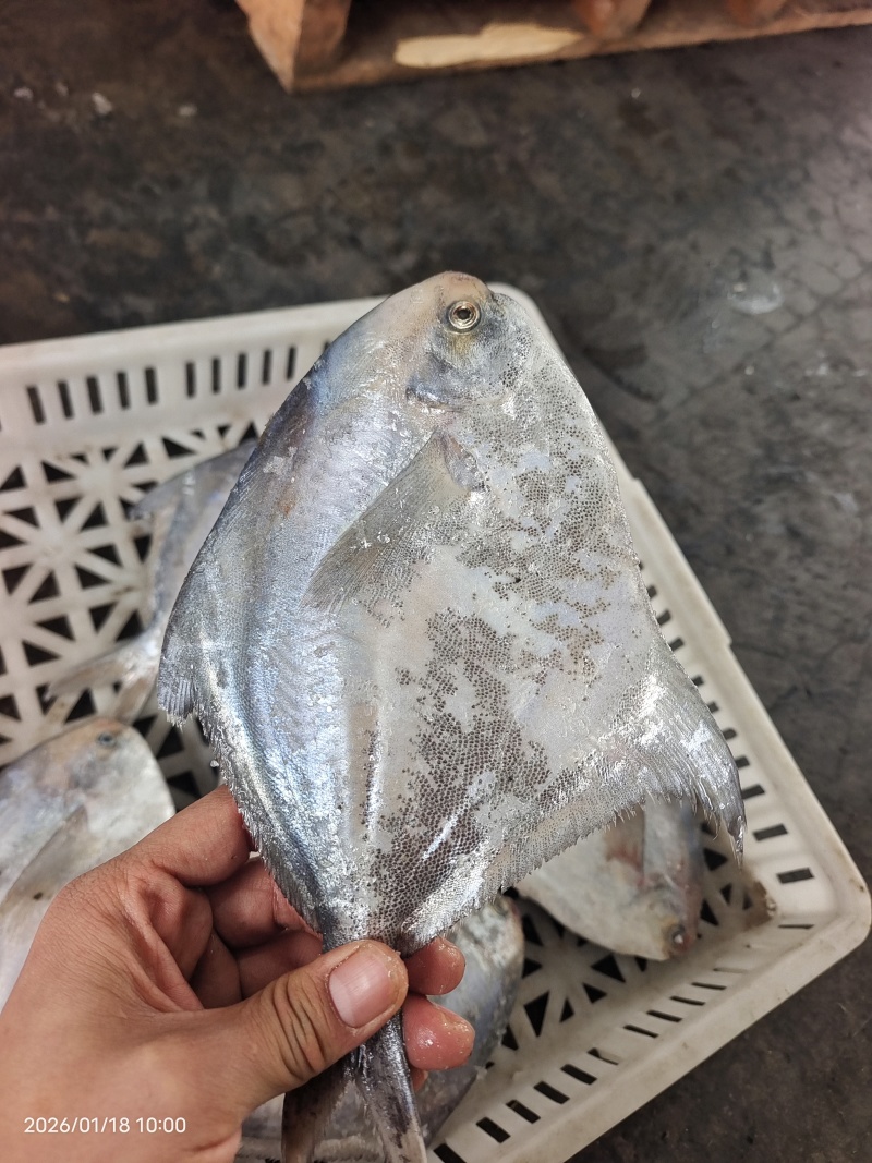 山东威海石岛船冻鲳鱼4-6两/6-9两规格