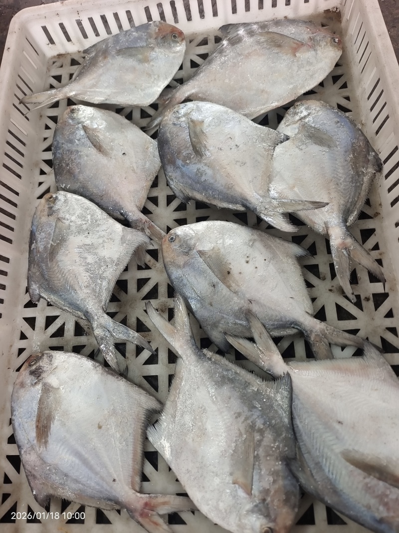 山东威海石岛船冻鲳鱼4-6两/6-9两规格