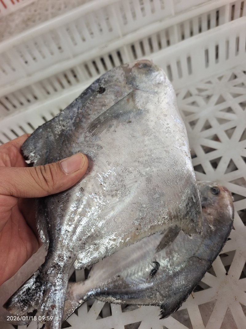 山东威海石岛船冻鲳鱼4-6两/6-9两规格