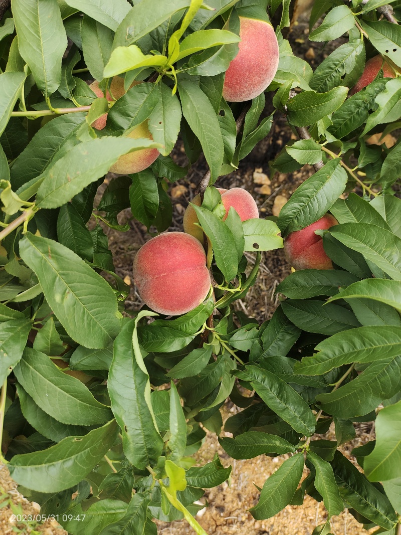 湖北突围毛桃超突围桃大量上市价格美丽日供十万斤