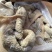 纯干牛肚带金钱肚8成熟
