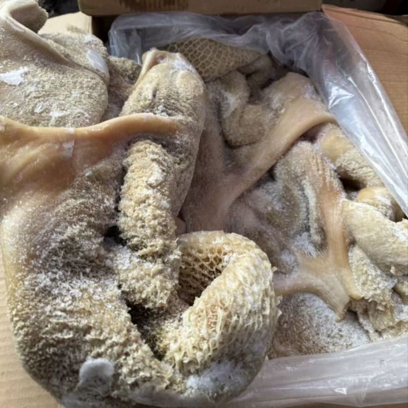 纯干牛肚带金钱肚8成熟